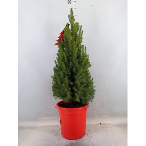 Picea glauca 'Perfecta'