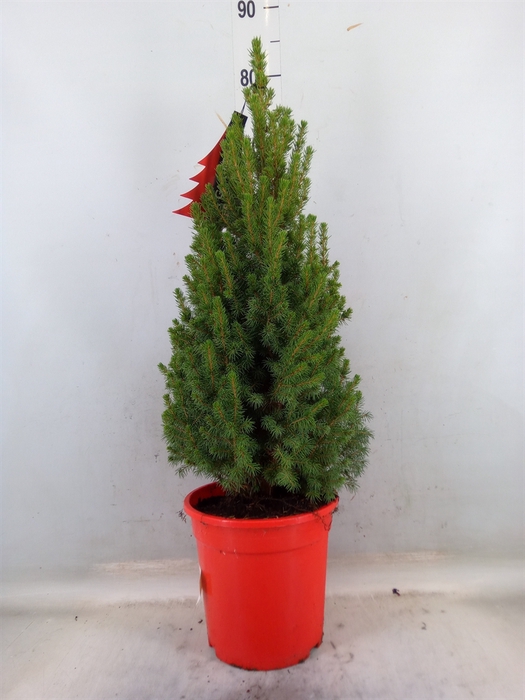 <h4>Picea glauca 'Perfecta'</h4>