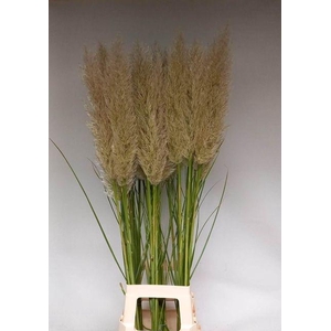CORTADERIA EVITA EVITA X40 P.BL