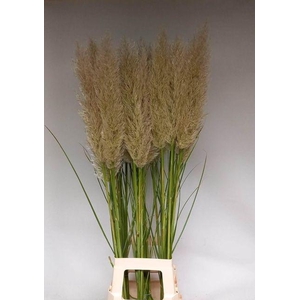 CORTADERIA EVITA EVITA X40 P.BL