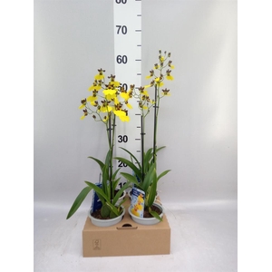 Oncidium   ...