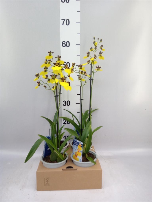 <h4>Oncidium   ...</h4>