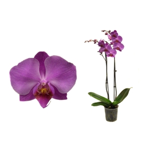 Phal Donker Roze 2T14+