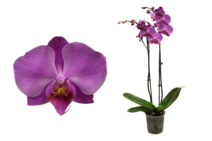 <h4>Phal Donker Roze 2T14+</h4>