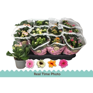 KAL GE GEM TWEEKL BL