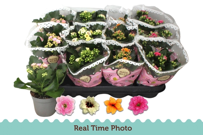 <h4>KAL GE GEM TWEEKL BL</h4>