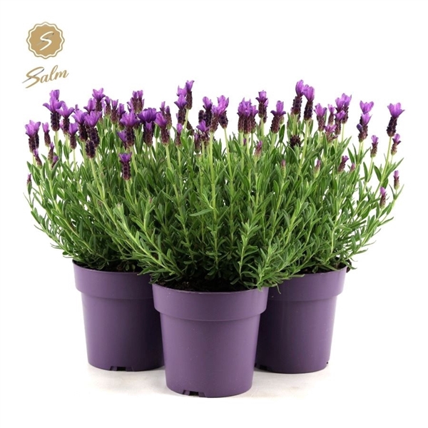<h4>Lavandula st. 'Anouk'® Collection P15</h4>