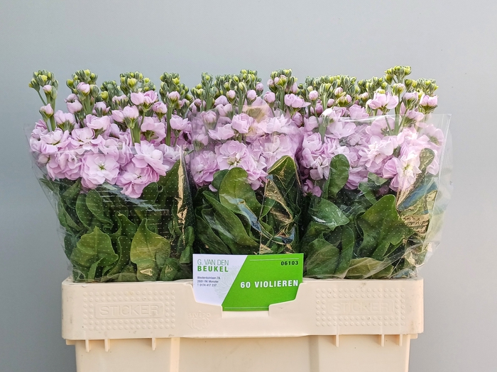 <h4>MATTH MATHILDA PINK</h4>