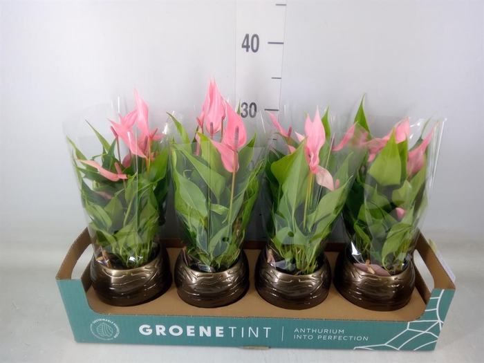 <h4>Anthurium andr. 'Lilli'</h4>