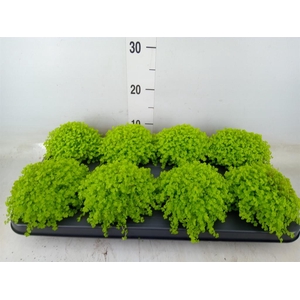 Soleirolia soleirolii 'Aurea'