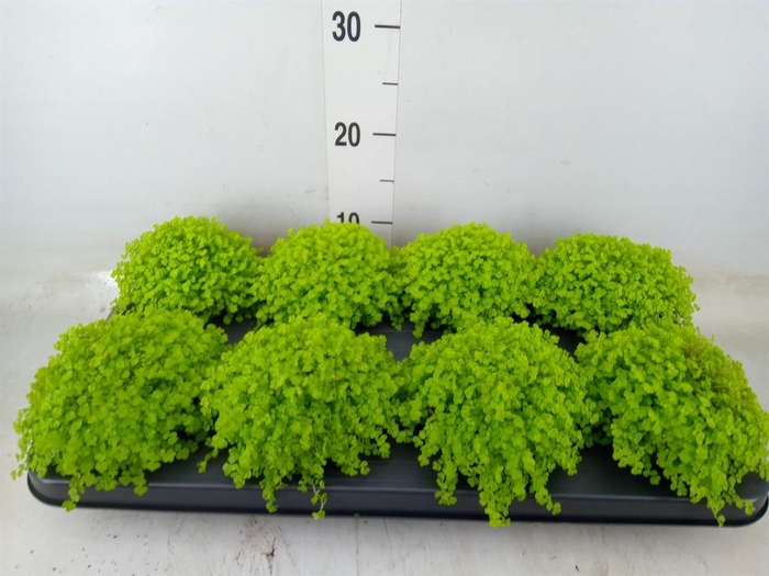 <h4>Soleirolia soleirolii 'Aurea'</h4>