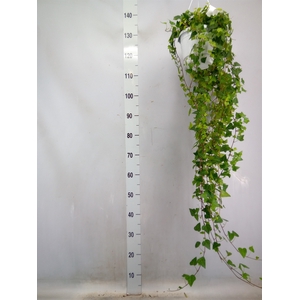 Hedera helix 'Anna'