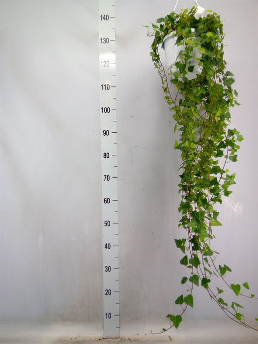 <h4>Hedera helix 'Anna'</h4>