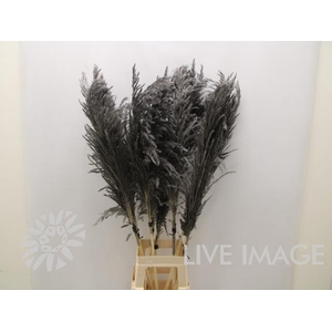 Dried cortaderia paint black