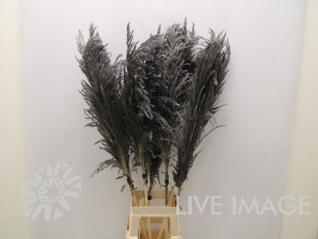 <h4>Dried cortaderia paint black</h4>