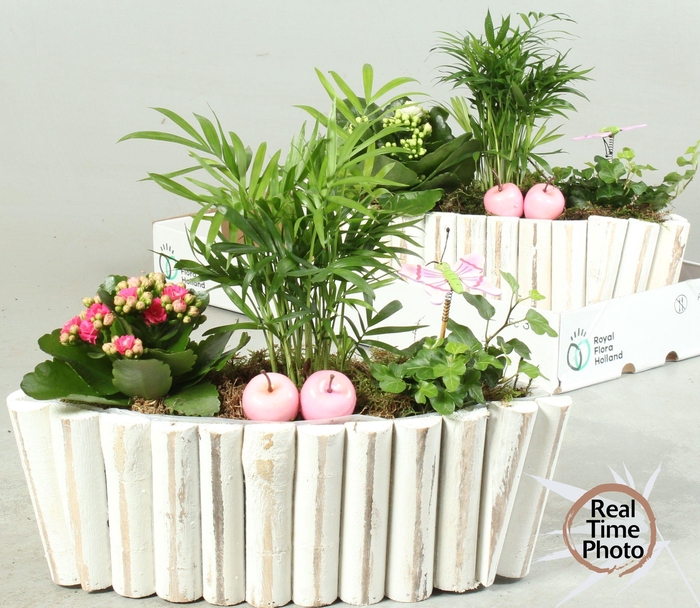 <h4>ARR KAMERPL</h4>