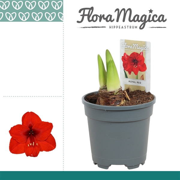 <h4>Hippeastrum Royal Red 2 Knop</h4>