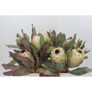 Protea Barbigera Ice Queen