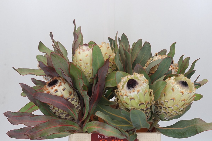 <h4>Protea Barbigera Ice Queen</h4>