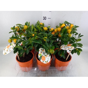 Citrofortunella mic.