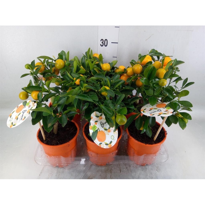 <h4>Citrofortunella mic.</h4>