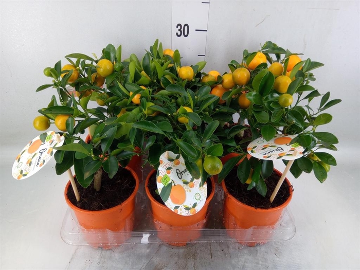 Citrofortunella mic.