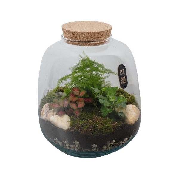 <h4>PTTER8128 Arrangement terrarium in glazen terrarium</h4>