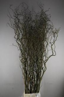 <h4>Salix kronkelwilg</h4>