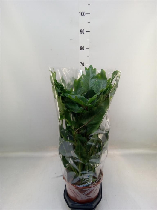 <h4>Philodendron xanadu</h4>