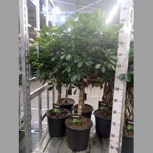 Schefflera arbor. 'Gold Capella'