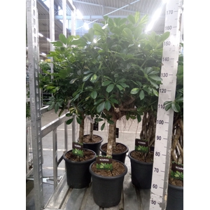 Schefflera arbor. 'Gold Capella'
