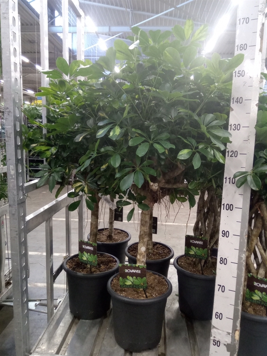 <h4>Schefflera arbor. 'Gold Capella'</h4>