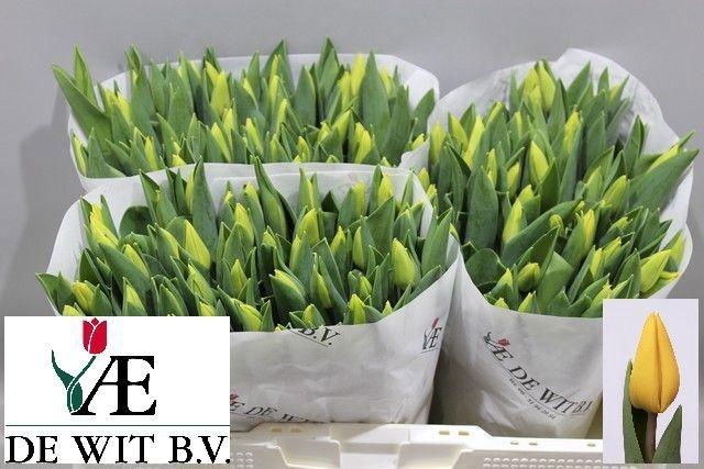 <h4>TU EN YELLOW FLIGHT</h4>