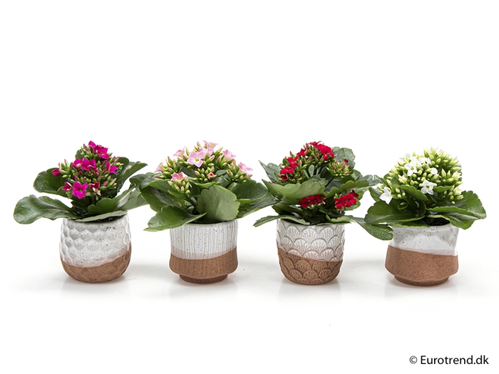 <h4>KALANCHOE BLOSSF P6 E 2043 NEW LOOK</h4>