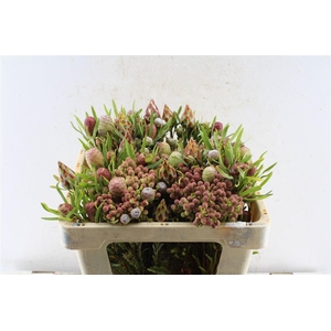 Kaaps Cone Mix Gemengd In Bos