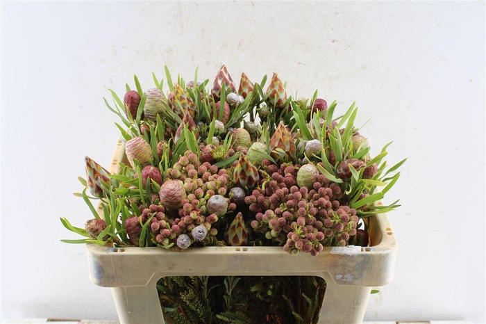 <h4>Kaaps Cone Mix Gemengd In Bos</h4>