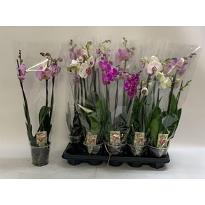 PHAL GEM