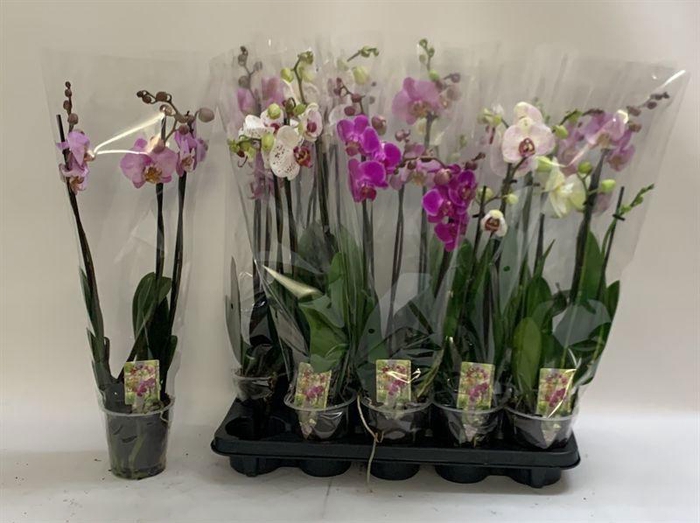 <h4>PHAL GEM</h4>