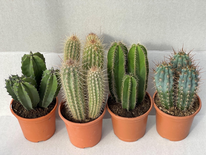 <h4>CACTUS GEM</h4>