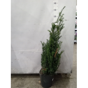 Taxus baccata