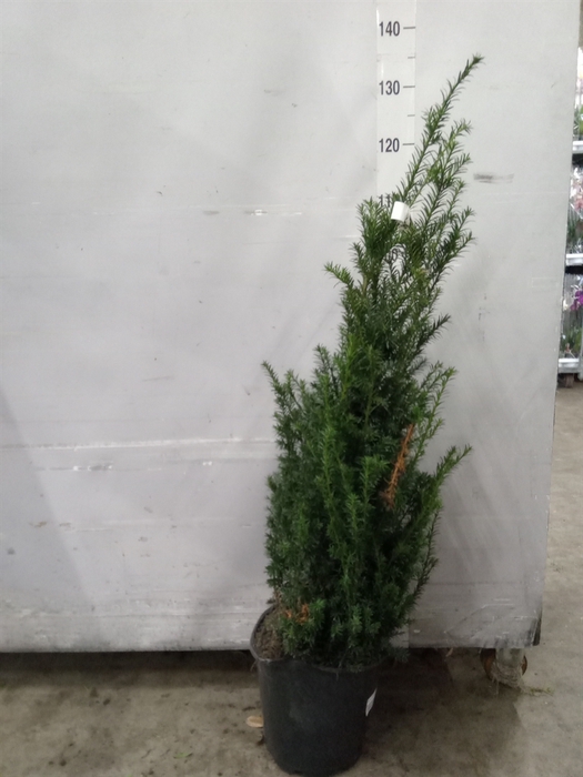 <h4>Taxus baccata</h4>