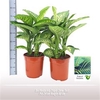 Dieffenbachia Tropic Snow