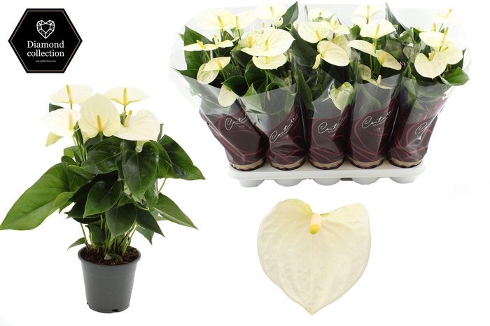 <h4>Anthurium 12 cm Cocos in Couture Diamond Line Purple sleeve</h4>
