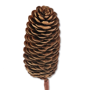 Spruce Cone O/s Natural