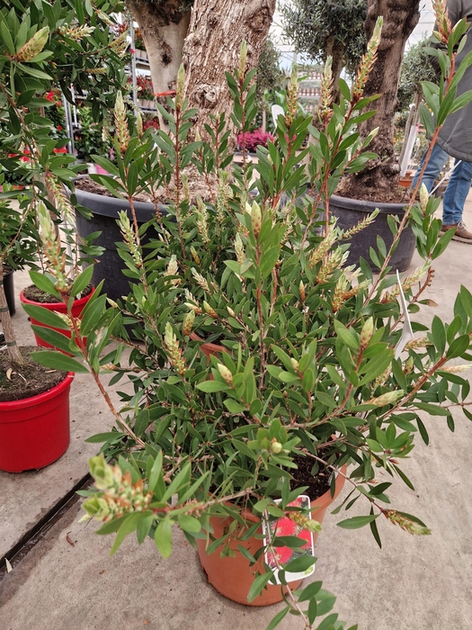 <h4>CALLIS CI SPLENDENS</h4>