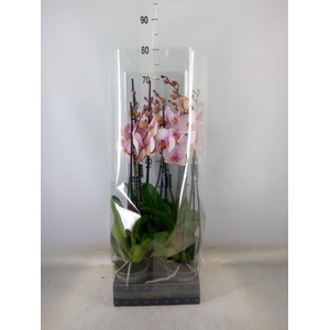 Phalaenopsis  'Anthura Madrid'