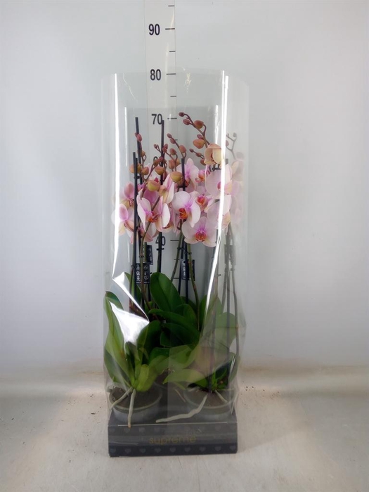 <h4>Phalaenopsis  'Anthura Madrid'</h4>