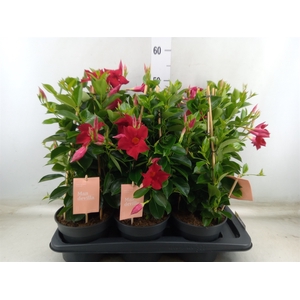 Mandevilla  'Sundavil Red'