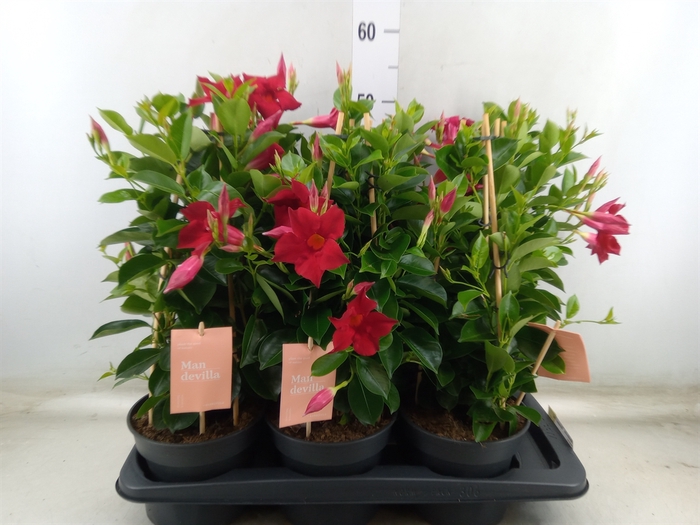<h4>Mandevilla  'Sundavil Red'</h4>