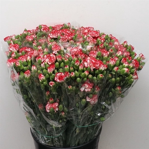 Di Tr Minueto Red White Super X200